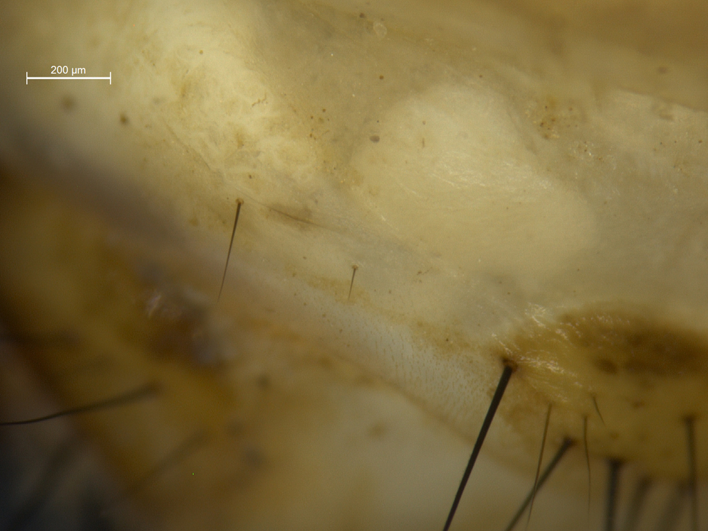 Potamophylax rotundipennis